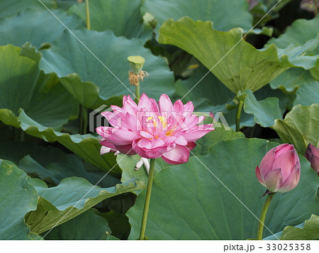 蓮の花と蕾 33025358