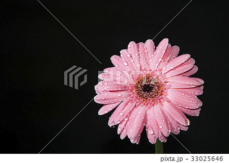 Bright pink Gerber Daisy with water drop Bright pink Gerber Daisy with water drop 33025646