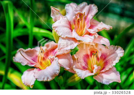 three pink hemerocallis flowers in the garden 33026528