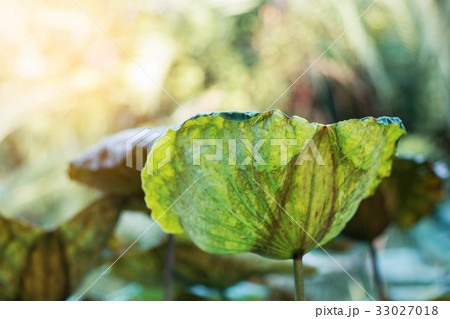 Lotus leaves in nature. Lotus leaves in nature. 33027018