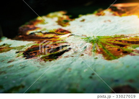 Lotus leaves with dryness on the water. Lotus leaves with dryness on the water. 33027019