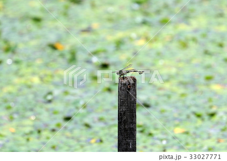 ウチワヤンマ 33027771