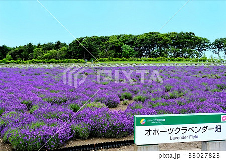 オホーツクラベンダー畑　ラベンダー　（紋別市） 33027823