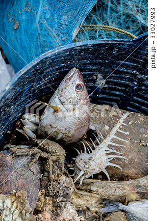 Dead sea animal after they were fished from sea 33027993