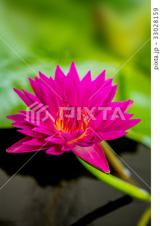 blooming lotus flower in the botanical garden 33028159