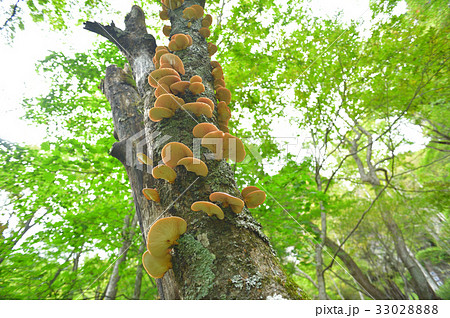 枯れ木に生えるツキヨタケ 33028888