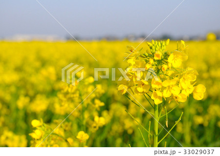 一面に広がる菜の花畑 33029037
