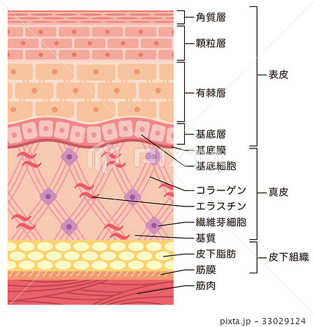 皮膚の構造 肌図 断面図のイラスト素材