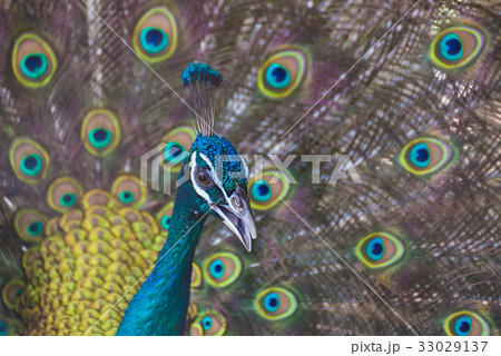 A beautiful male peacock with expanded feather A beautiful male peacock with expanded feather 33029137