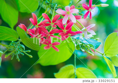 Pink flowers blossom, Quisqualis Indica flower 33029151