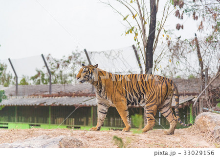 Bengal tiger (Panthera tigris bengalensis). Wildli Bengal tiger (Panthera tigris bengalensis). Wildli 33029156