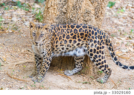 Cats predator Sri Lankan leopard 33029160
