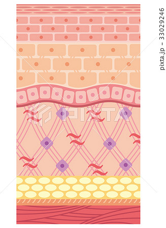 皮膚の構造 肌図 断面図のイラスト素材