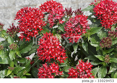 コリウス　紅色花 33029453