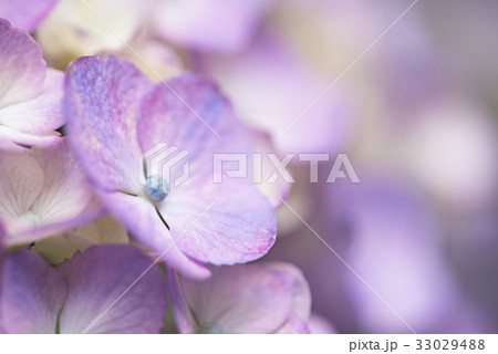 紫陽花のイメージ写真 33029488