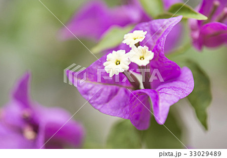 ブーゲンビリア ブーゲンビリア 33029489