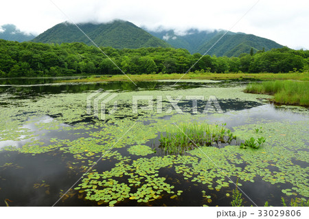 観音沼の水生植物 観音沼の水生植物 33029806