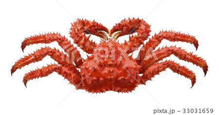 Red brown king crab isolated on white background 33031659