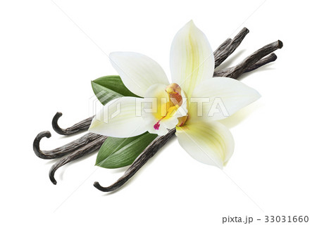Many vanilla sticks, flower and leaves isolated 33031660