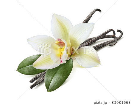Vanilla sticks with leaves isolated on white 33031663