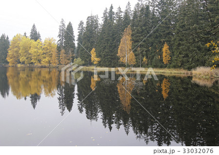 Forest on the banks of the pond Forest on the banks of the pond 33032076