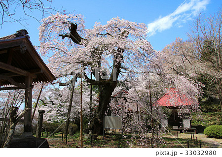 護真寺のサクラ（須賀川市） 33032980