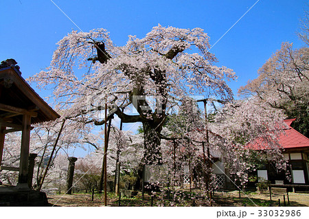 護真寺のサクラ（須賀川市） 33032986