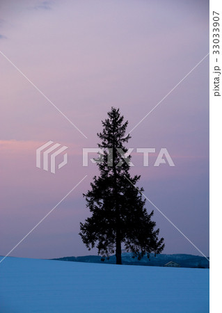 夕暮れの空と雪原に立つ一本の木　美瑛町 33033907