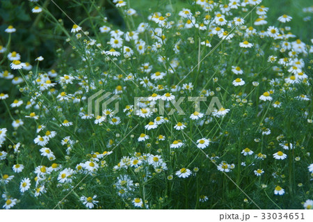 カモミール 花言葉は「あなたを癒す」 カモミール 花言葉は「あなたを癒す」 33034651