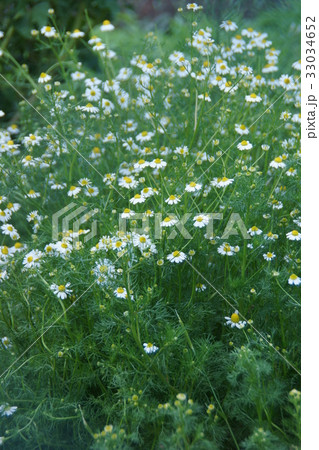 カモミール 花言葉は あなたを癒す の写真素材