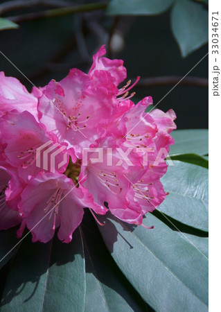 西洋石楠花 しゃくなげ 花言葉は「尊厳」 西洋石楠花 しゃくなげ 花言葉は「尊厳」 33034671
