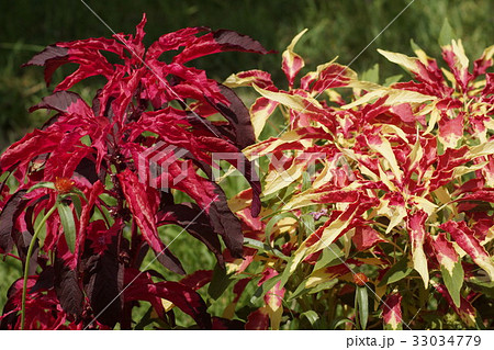 ハゲイトウ　赤茶色　黄色桃色 33034779