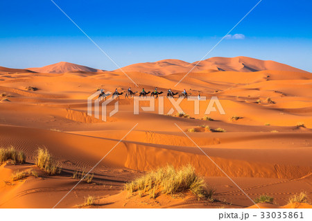 Camel caravan going through the sand dunes  33035861