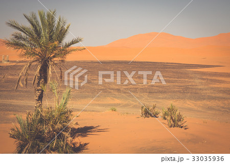 Palm tree in Erg Chebbi, at the western edge  33035936