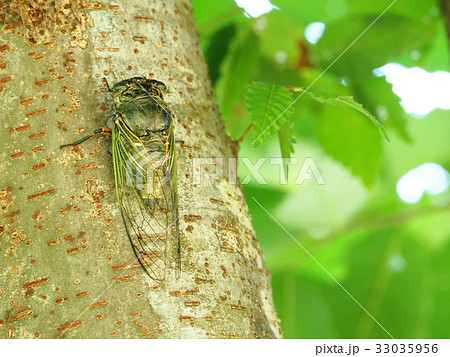 クマゼミ クマゼミ 33035956
