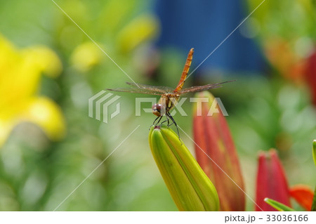 尾瀬岩鞍ゆり園のトンボ(ナツアカネ) 33036166