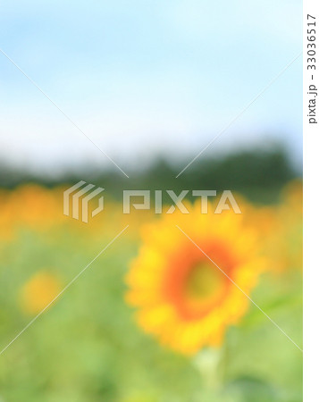 真夏のひまわり イメージ ボカシ 真夏のひまわり イメージ ボカシ 33036517