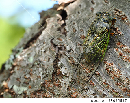 クマゼミ 33036617