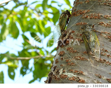 クマゼミ二匹 33036618