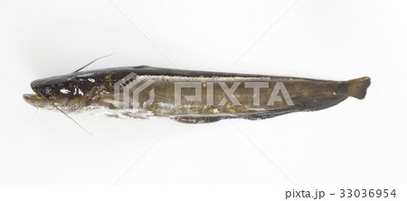 ナマズ（鯰） 肉食性の淡水魚 全身 マナマズ、ニホンナマズ 日本に棲息する3種のうちの1種の写真素材 [33036954] - PIXTA