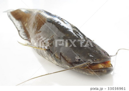 ナマズ(鯰) 肉食性の淡水魚 俯瞰 マナマズ、ニホンナマズ 日本に棲息する3種のうちの1種 ナマズ(鯰) 肉食性の淡水魚 俯瞰 マナマズ、ニホンナマズ 日本に棲息する3種のうちの1種 33036961