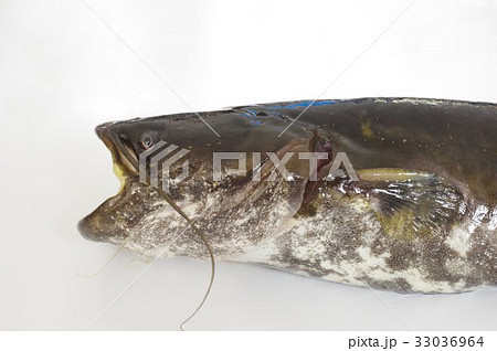 ナマズ（鯰）　肉食性の淡水魚　頭部開口　マナマズ、ニホンナマズ　日本に棲息する３種のうちの１種 33036964