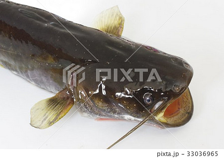 ナマズ（鯰）　肉食性の淡水魚　頭部開口俯瞰　マナマズ、ニホンナマズ　日本に棲息する３種のうちの１種 33036965