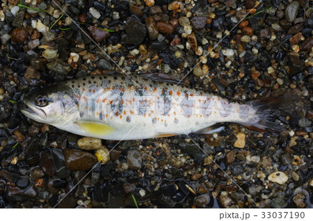 アマゴ(雨子) 西日本の太平洋側の河川に棲む渓流魚 渓流釣りで人気 サツキマスの陸封型 アマゴ(雨子) 西日本の太平洋側の河川に棲む渓流魚 渓流釣りで人気 サツキマスの陸封型 33037190