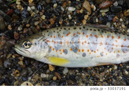 アマゴ(雨子) 半身 西日本の太平洋側の河川に棲む渓流魚 渓流釣りで人気 サツキマスの陸封型 アマゴ(雨子) 半身 西日本の太平洋側の河川に棲む渓流魚 渓流釣りで人気 サツキマスの陸封型 33037191