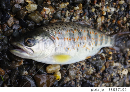アマゴ(雨子) 俯瞰 西日本の太平洋側の河川に棲む渓流魚 渓流釣りで人気 サツキマスの陸封型 アマゴ(雨子) 俯瞰 西日本の太平洋側の河川に棲む渓流魚 渓流釣りで人気 サツキマスの陸封型 33037192