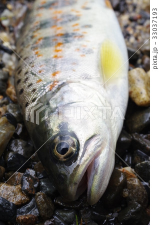 アマゴ(雨子) 頭部俯瞰 西日本の太平洋側の河川に棲む渓流魚 渓流釣りで人気 サツキマスの陸封型 アマゴ(雨子) 頭部俯瞰 西日本の太平洋側の河川に棲む渓流魚 渓流釣りで人気 サツキマスの陸封型 33037193