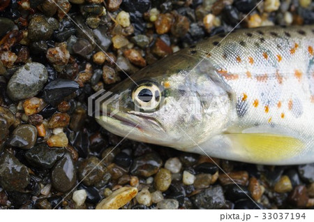 アマゴ（雨子）　頭部　西日本の太平洋側の河川に棲む渓流魚　渓流釣りで人気　サツキマスの陸封型 33037194