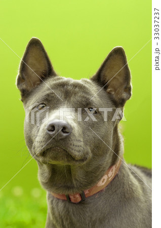 Staffordshire Terrier Close-up 33037237