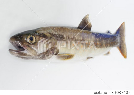 イワナ（岩名）　俯瞰　低水温の源流域に棲む魚　渓流釣りで人気　基本種はニッコウイワナ 33037482